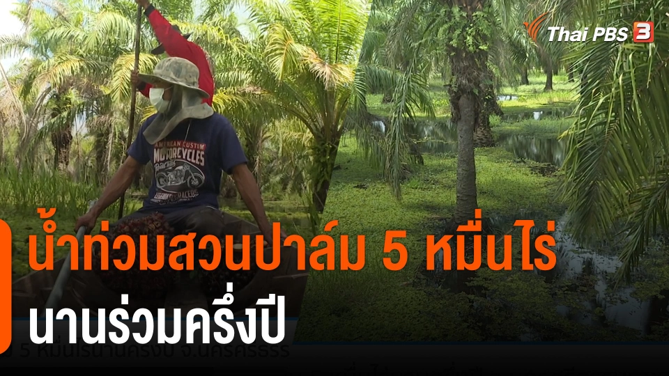 น้ำท่วมสวนปาล์ม 5 หมื่นไร่นานร่วมครึ่งปี จ.นครศรีธรรมราช