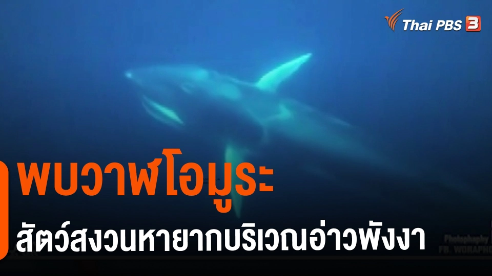 ​พบวาฬโอมูระ สัตว์สงวนหายากบริเวณอ่าวพังงา
