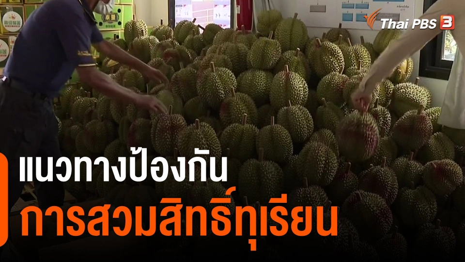 ​กินอยู่รู้รอบ : แนวทางป้องกันการสวมสิทธิ์ทุเรียน