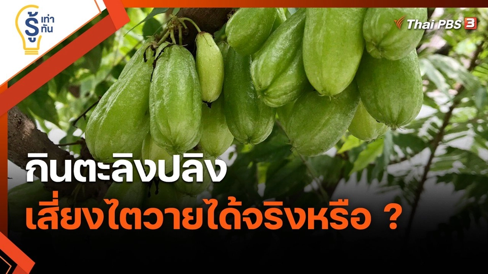 ​รู้เท่ารู้ทัน : กินตะลิงปลิง เสี่ยงไตวายได้จริงหรือ ?