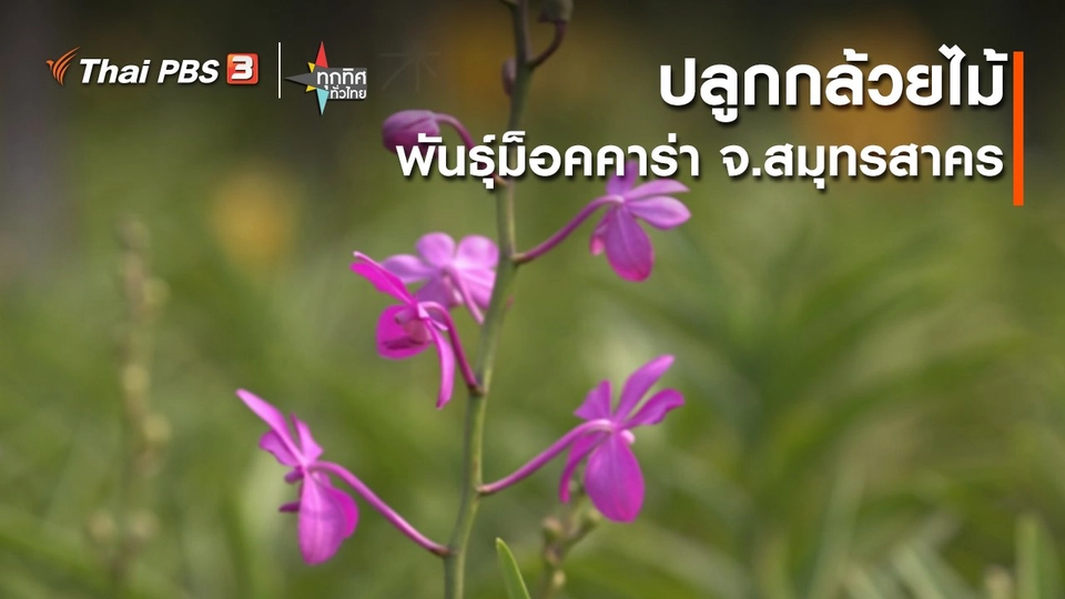 อาชีพทั่วไทย : ปลูกกล้วยไม้พันธุ์ม็อคคาร่า จ.สมุทรสาคร