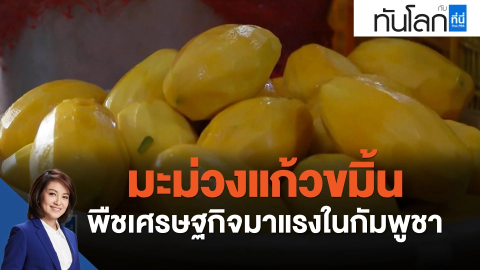 ASEAN Connect มะม่วงแก้วขมิ้น พืชเศรษฐกิจมาแรงในกัมพูชา