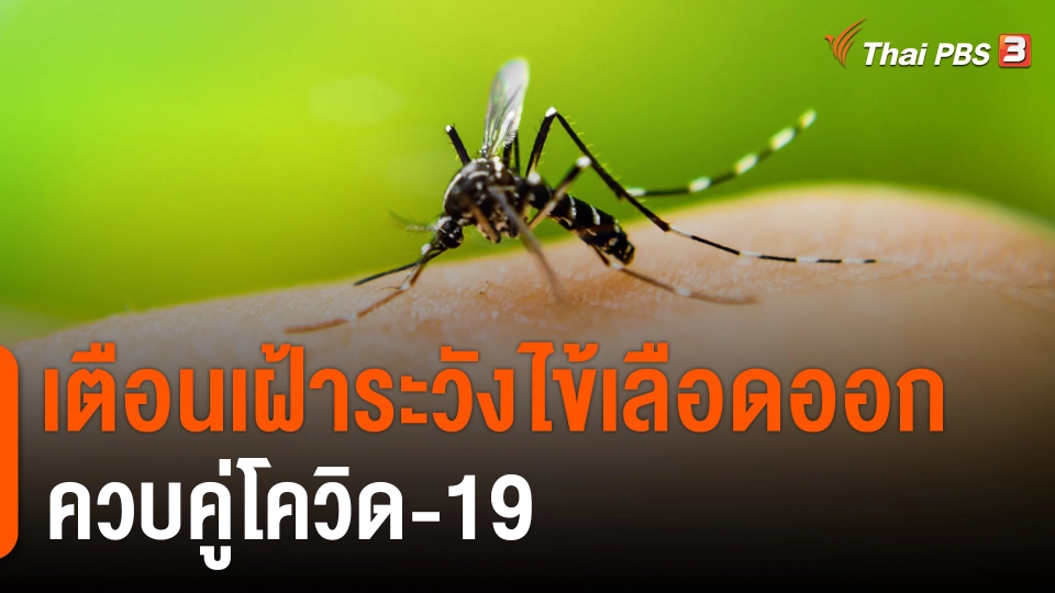 ​เตือนเฝ้าระวังไข้เลือดออกควบคู่โควิด-19