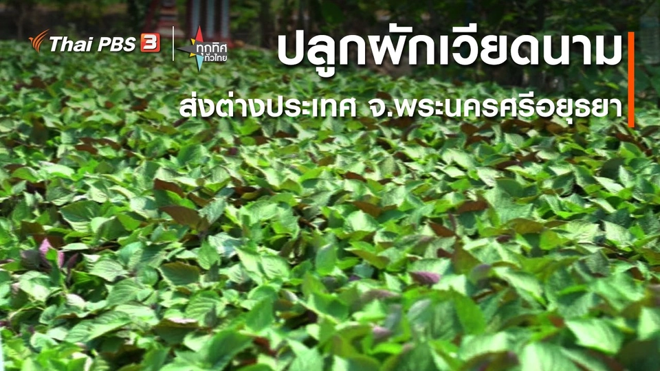 อาชีพทั่วไทย:ปลูกผักเวียดนามส่งต่างประเทศ จ.พระนครศรีอยุธยา