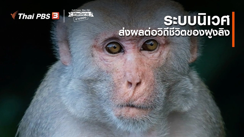 ภาพช็อตเด็ด : ระบบนิเวศส่งผลต่อวิถีชีวิตของฝูงลิง