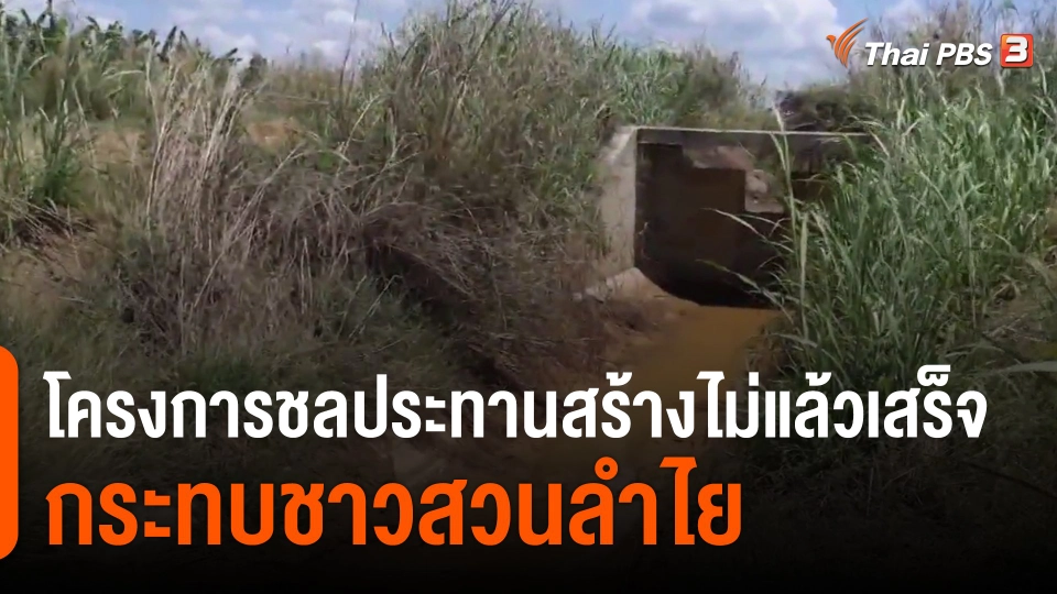 ​โครงการชลประทานสร้างไม่แล้วเสร็จ กระทบชาวสวนลำไย