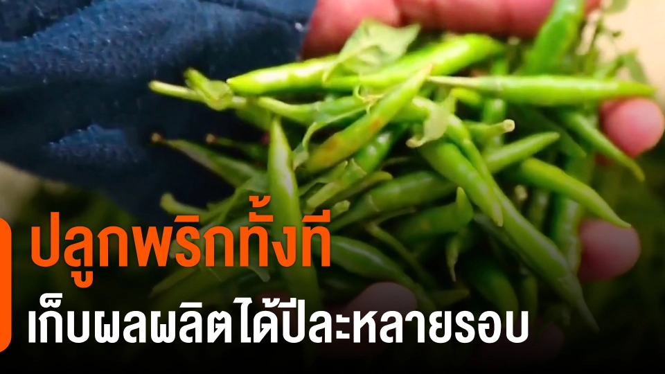 ​ดอกผลของความยั่งยืน : ปลูกพริกทั้งที เก็บผลผลิตได้ปีละหลายรอบ