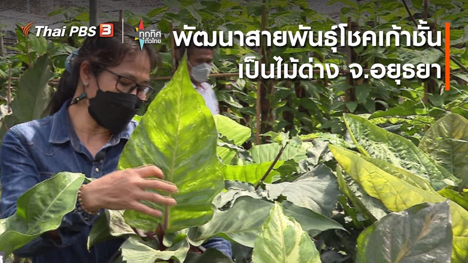 อาชีพทั่วไทย : พัฒนาสายพันธุ์โชคเก้าชั้นเป็นไม้ด่าง จ.อยุธยา