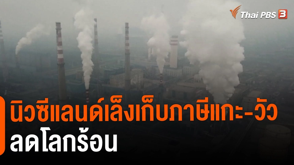 นิวซีแลนด์เล็งเก็บภาษีแกะ-วัว ลดโลกร้อน