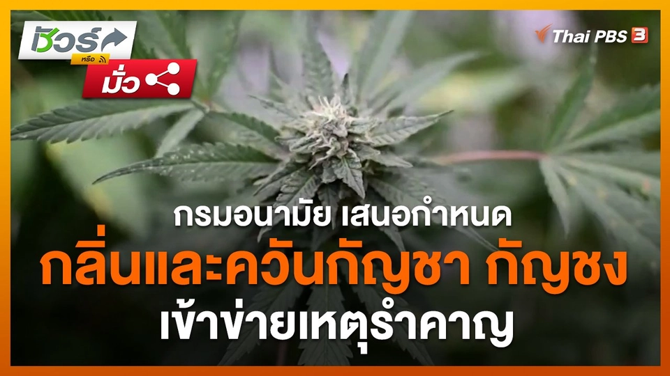 ชัวร์หรือมั่ว : กรมอนามัย เสนอกำหนดกลิ่นและควันกัญชา กัญชง เข้าข่ายเหตุรำคาญ