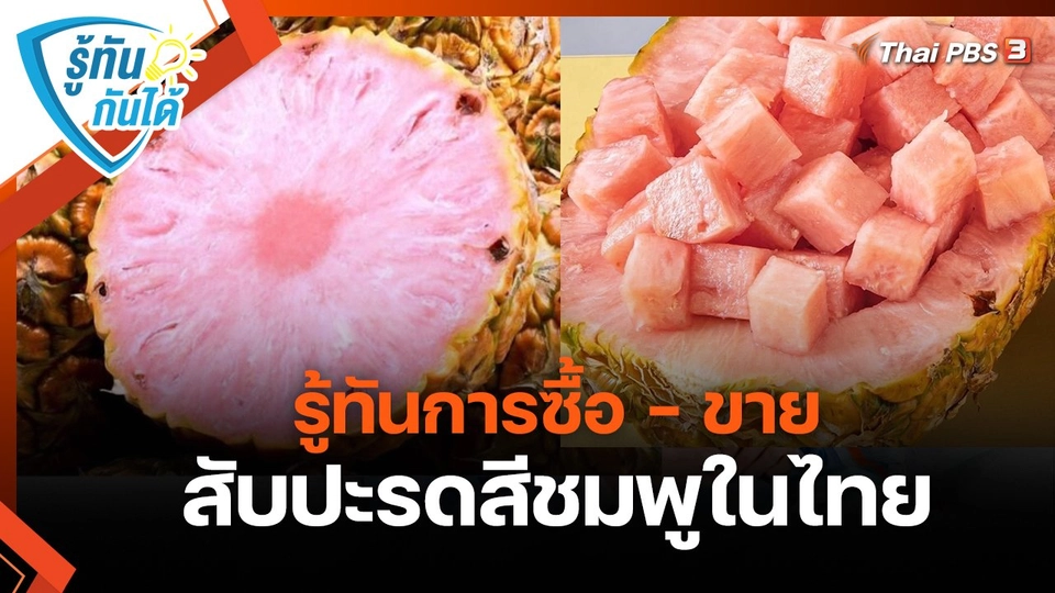 รู้ทันกันได้ : รู้ทันการซื้อ - ขาย สับปะรดสีชมพูในไทย