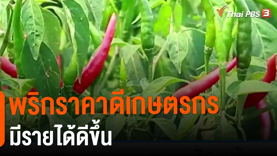 ​พริกราคาดีเกษตรกรมีรายได้ดีขึ้น