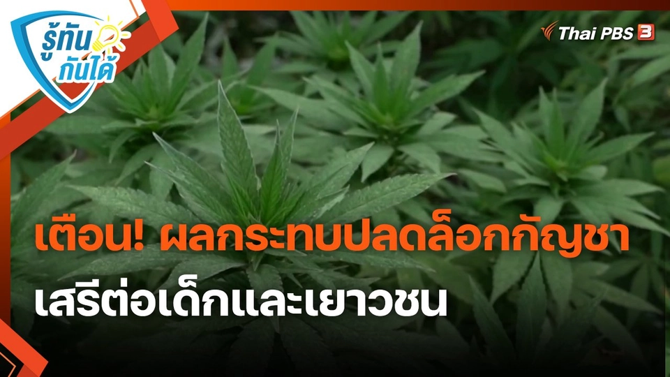 ​รู้ทันกันได้ : เตือน! ผลกระทบปลดล็อกกัญชาเสรีต่อเด็กและเยาวชน