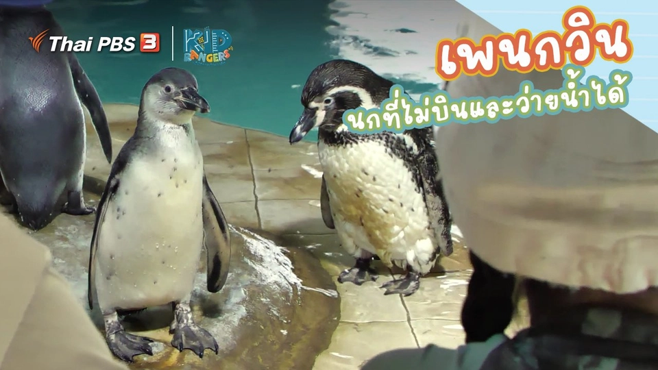 ​คิดส์เรียนรู้ : “เพนกวิน” นกที่ไม่บินและว่ายน้ำได้