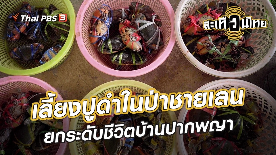 นักสร้างความเปลี่ยนแปลง : เลี้ยงปูดำในป่าชายเลน ยกระดับชีวิตบ้านปากพญา