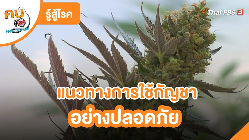 รู้สู้โรค : แนวทางการใช้กัญชาอย่างปลอดภัย