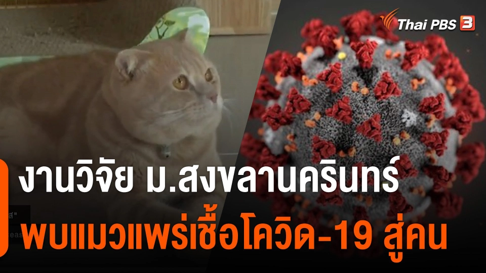 งานวิจัย ม.สงขลานครินทร์ พบแมวแพร่เชื้อโควิด-19 สู่คน