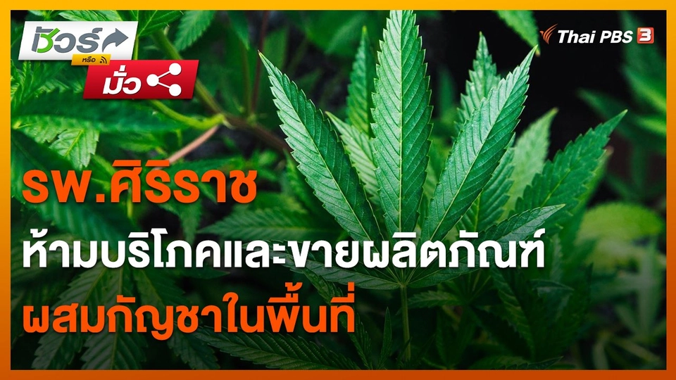 ​ชัวร์หรือมั่ว : รพ.ศิริราช ห้ามบริโภคและขายผลิตภัณฑ์ผสมกัญชาในพื้นที่