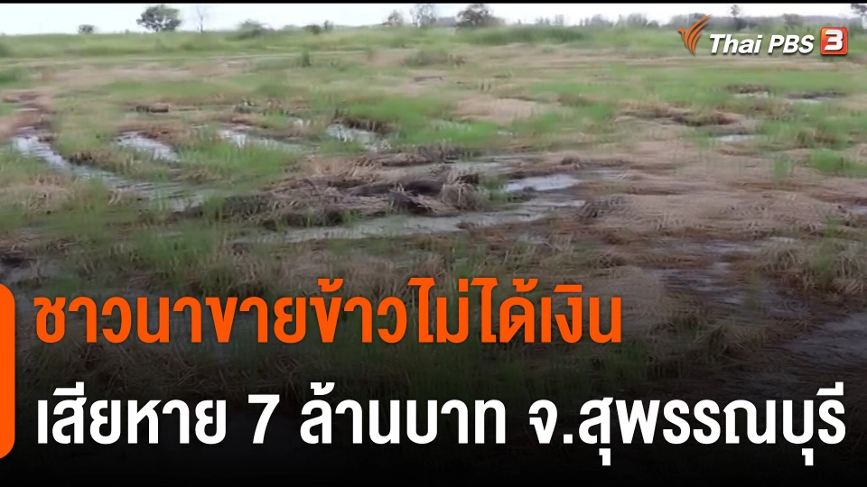 สถานีร้องเรียน : ชาวนาขายข้าวไม่ได้เงิน เสียหาย 7 ล้านบาท จ.สุพรรณบุรี