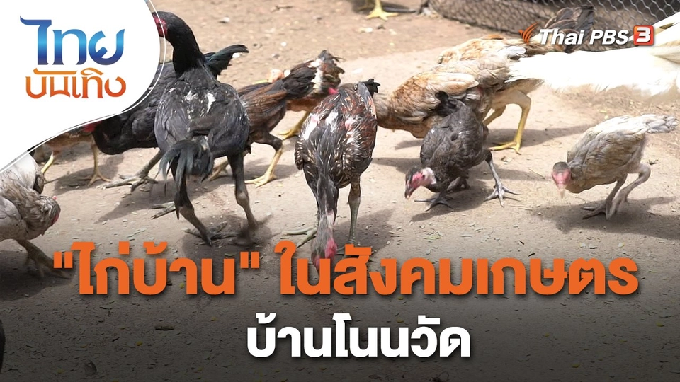 เรื่องนี้มีตำนาน : "ไก่บ้าน" ในสังคมเกษตรบ้านโนนวัด