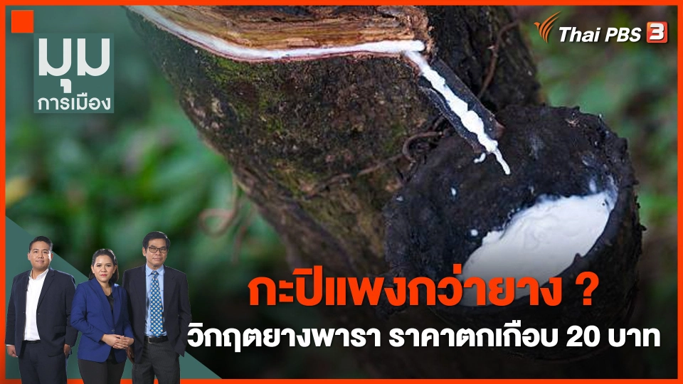 ถึงยุคกะปิแพงกว่ายาง ? วิกฤตยางพารา ราคาตกเกือบ 20 บาท