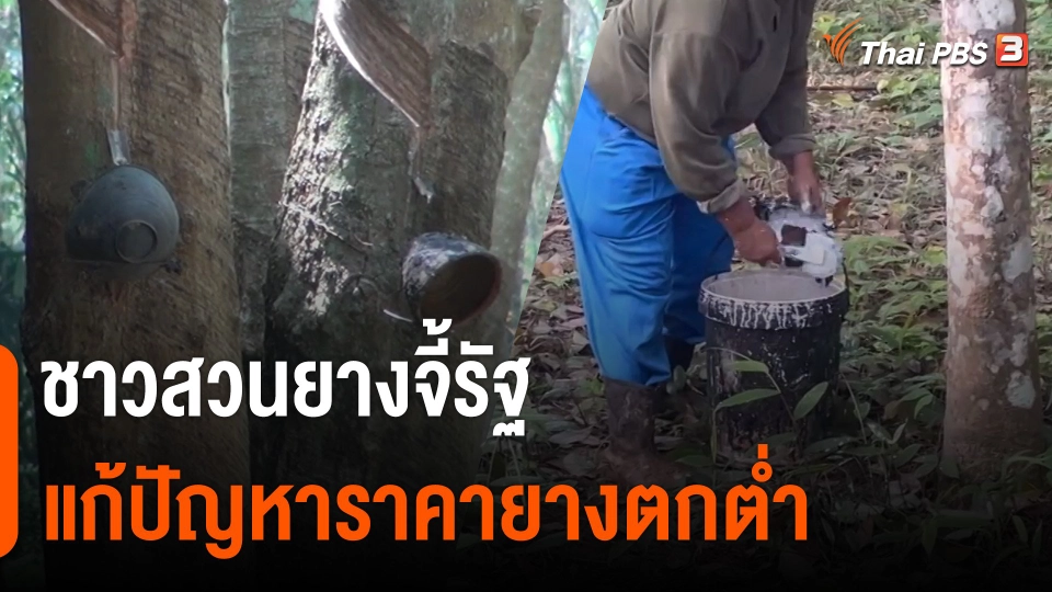 กินอยู่รู้รอบ  : ชาวสวนยางจี้รัฐ เเก้ปัญหาราคายางตกต่ำ