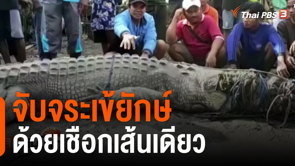 จับจระเข้ยักษ์ด้วยเชือกเส้นเดียว