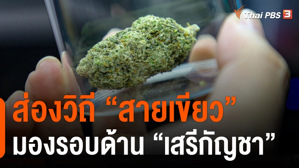 ส่องวิถี "สายเขียว" มองรอบด้าน "เสรีกัญชา"