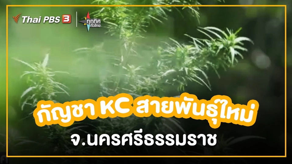 ​อาชีพทั่วไทย : กัญชา KC สายพันธุ์ใหม่ จ.นครศรีธรรมราช