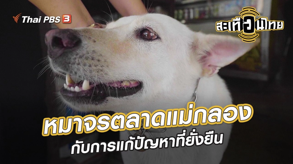 ​นักสร้างความเปลี่ยนแปลง : หมาจรตลาดแม่กลอง กับการแก้ปัญหาที่ยั่งยืน