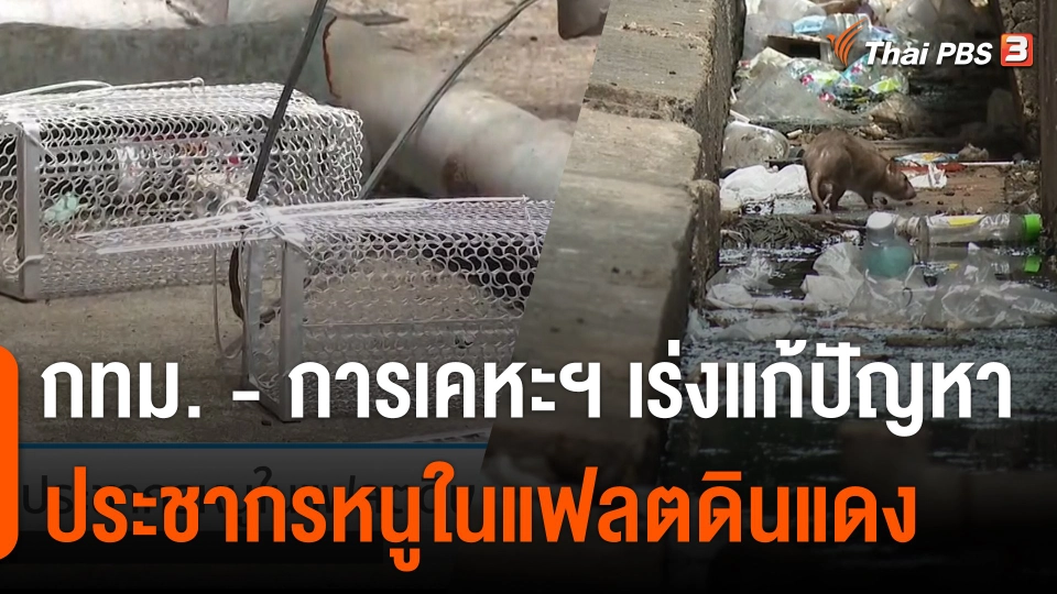 กทม. - การเคหะฯ เร่งแก้ปัญหาประชากรหนูในแฟลตดินแดง