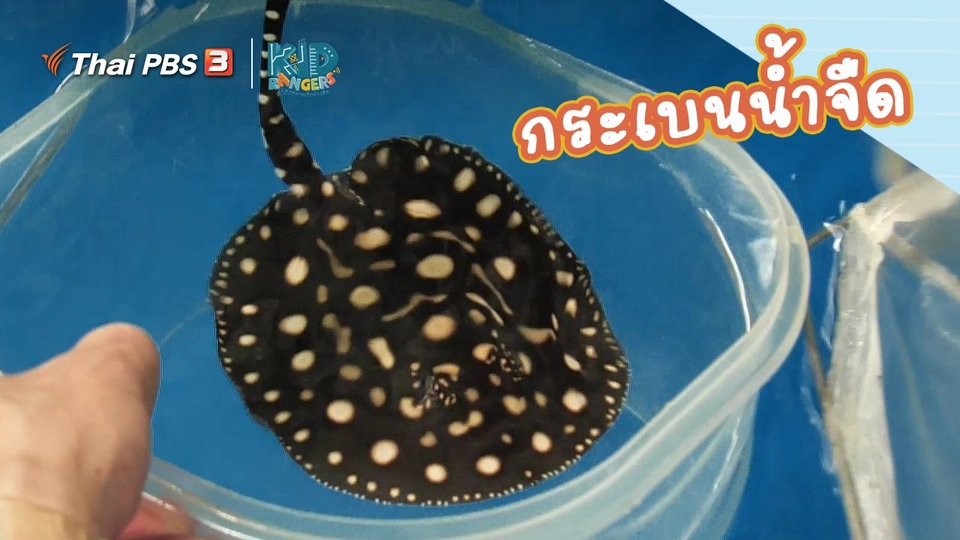 คิดส์เรียนรู้ : กระเบนน้ำจืด