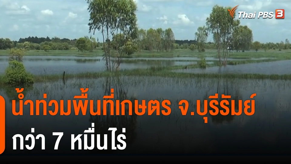 น้ำท่วมพื้นที่เกษตร จ.บุรีรัมย์ กว่า 7 หมื่นไร่
