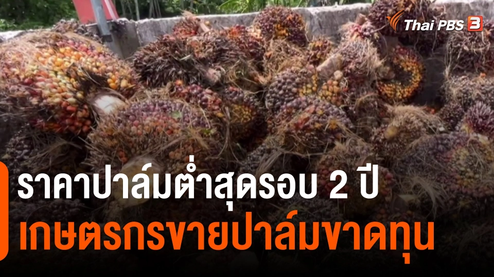 ​กินอยู่รู้รอบ : ราคาปาล์มต่ำสุดรอบ 2 ปี เกษตรกรขายปาล์มขาดทุน