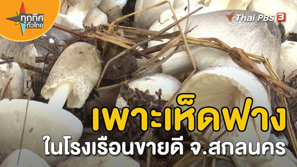 อาชีพทั่วไทย : เพาะเห็ดฟางในโรงเรือนขายดี จ.สกลนคร
