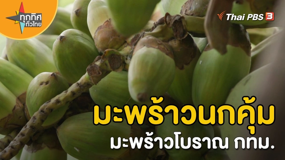วิถีทั่วไทย : มะพร้าวนกคุ้ม มะพร้าวโบราณ กทม.
