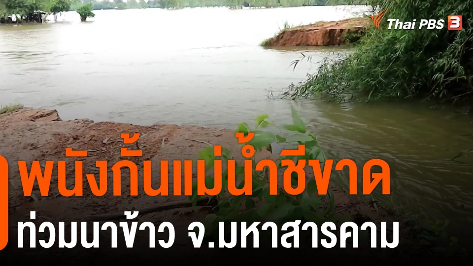 ​พนังกั้นแม่น้ำชีขาด ท่วมนาข้าว จ.มหาสารคาม