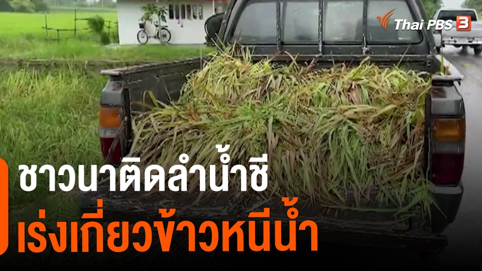 ​กินอยู่รู้รอบ : ชาวนาติดลำน้ำชีเร่งเกี่ยวข้าวหนีน้ำ