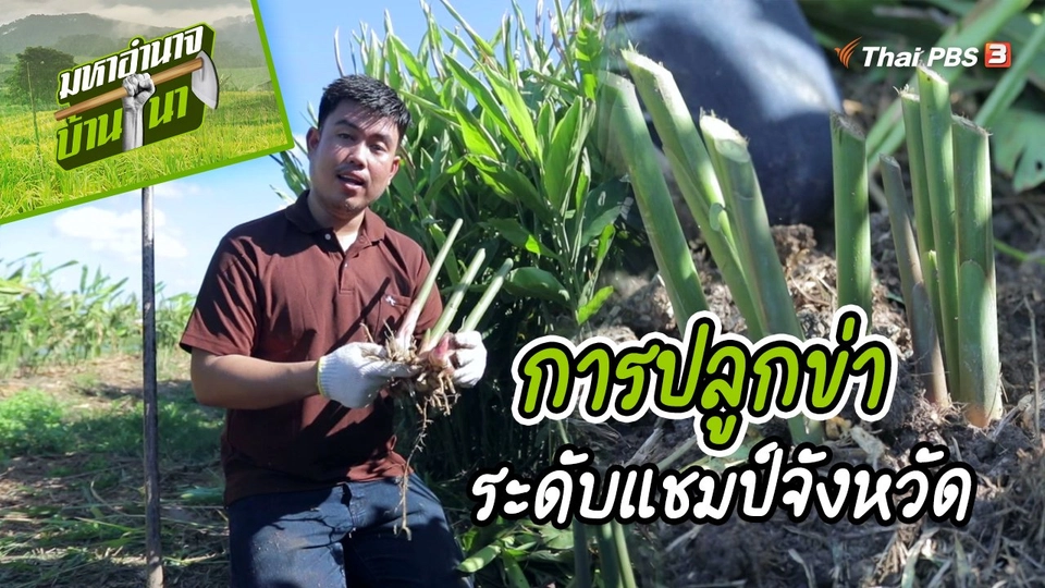 สูตรลับฉบับบ้านนา : การปลูกข่าระดับแชมป์จังหวัด