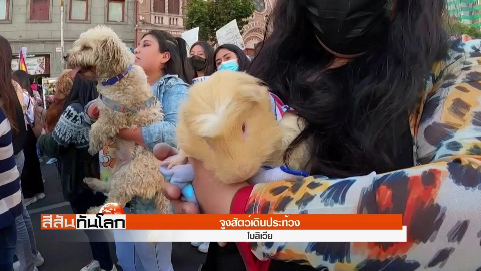 โบลิเวียจูงสัตว์เดินประท้วง