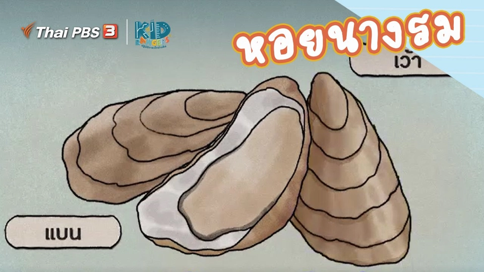 ​คิดส์เรียนรู้ : หอยนางรม
