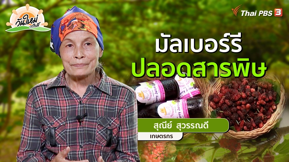 ​พอดีพอเพียง : "มัลเบอร์รี" ปลอดสารพิษ