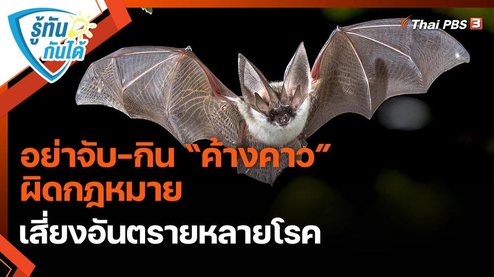 ​รู้ทันกันได้ : อย่าจับ-กิน “ค้างคาว” ผิดกฎหมาย เสี่ยงอันตรายหลายโรค