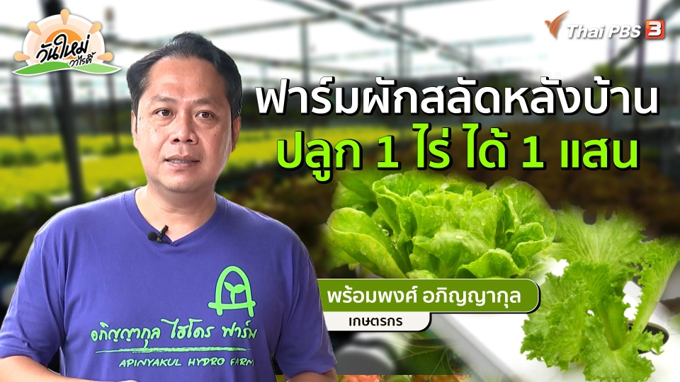 ​พอดีพอเพียง : ฟาร์มผักสลัดหลังบ้าน ปลูก 1 ไร่ ได้ 1 แสน