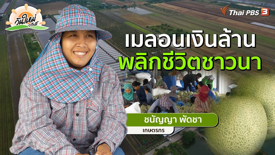 ​พอดีพอเพียง : เมลอนเงินล้าน พลิกชีวิตชาวนา