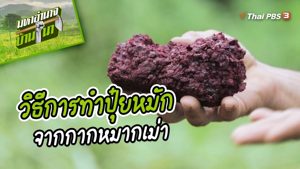 ​สูตรลับฉบับบ้านนา : วิธีการทำปุ๋ยหมักจากกากหมากเม่า