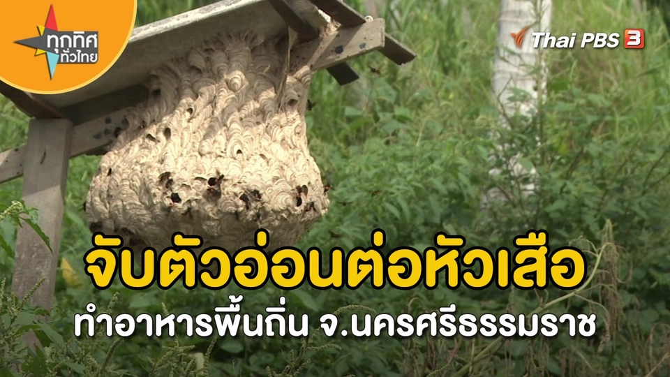 วิถีทั่วไทย : จับตัวอ่อนต่อหัวเสือทำอาหารพื้นถิ่น จ.นครศรีธรรมราช