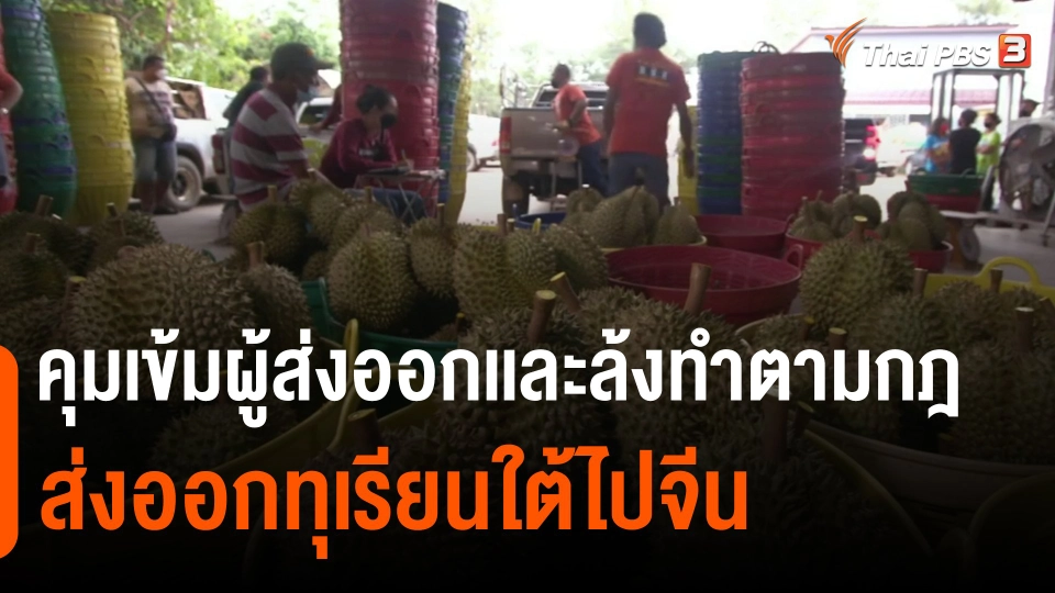 ​กินอยู่รู้รอบ : คุมเข้มผู้ส่งออกเเละล้งทำตามกฎส่งออกทุเรียนใต้ไปจีน