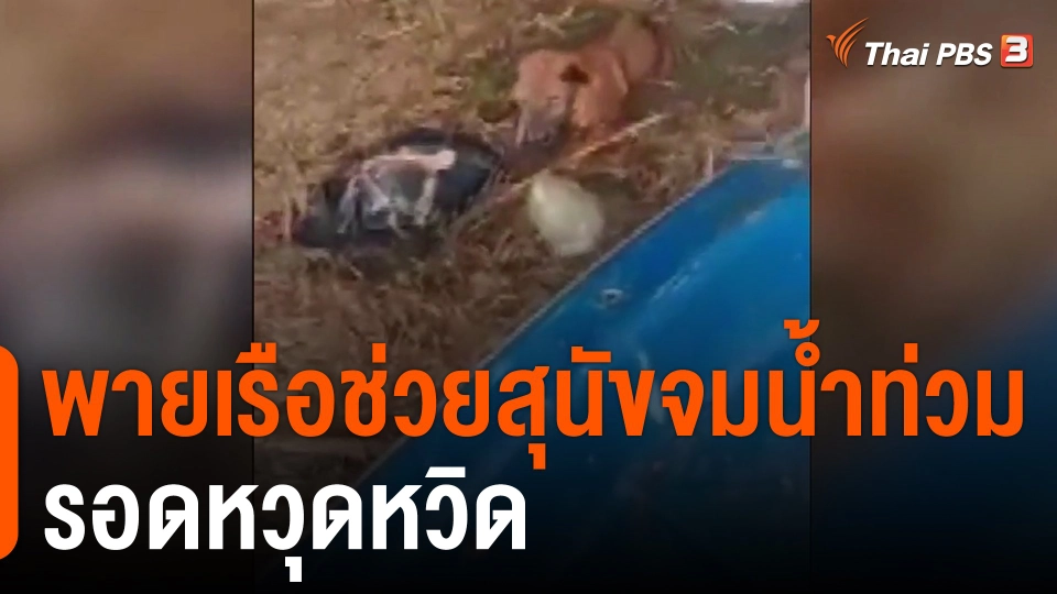 พายเรือช่วยสุนัขจมน้ำท่วมรอดหวุดหวิด