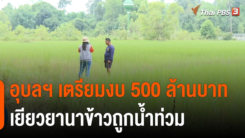 อุบลฯ เตรียมงบ 500 ล้านบาท เยียวยานาข้าวถูกน้ำท่วม